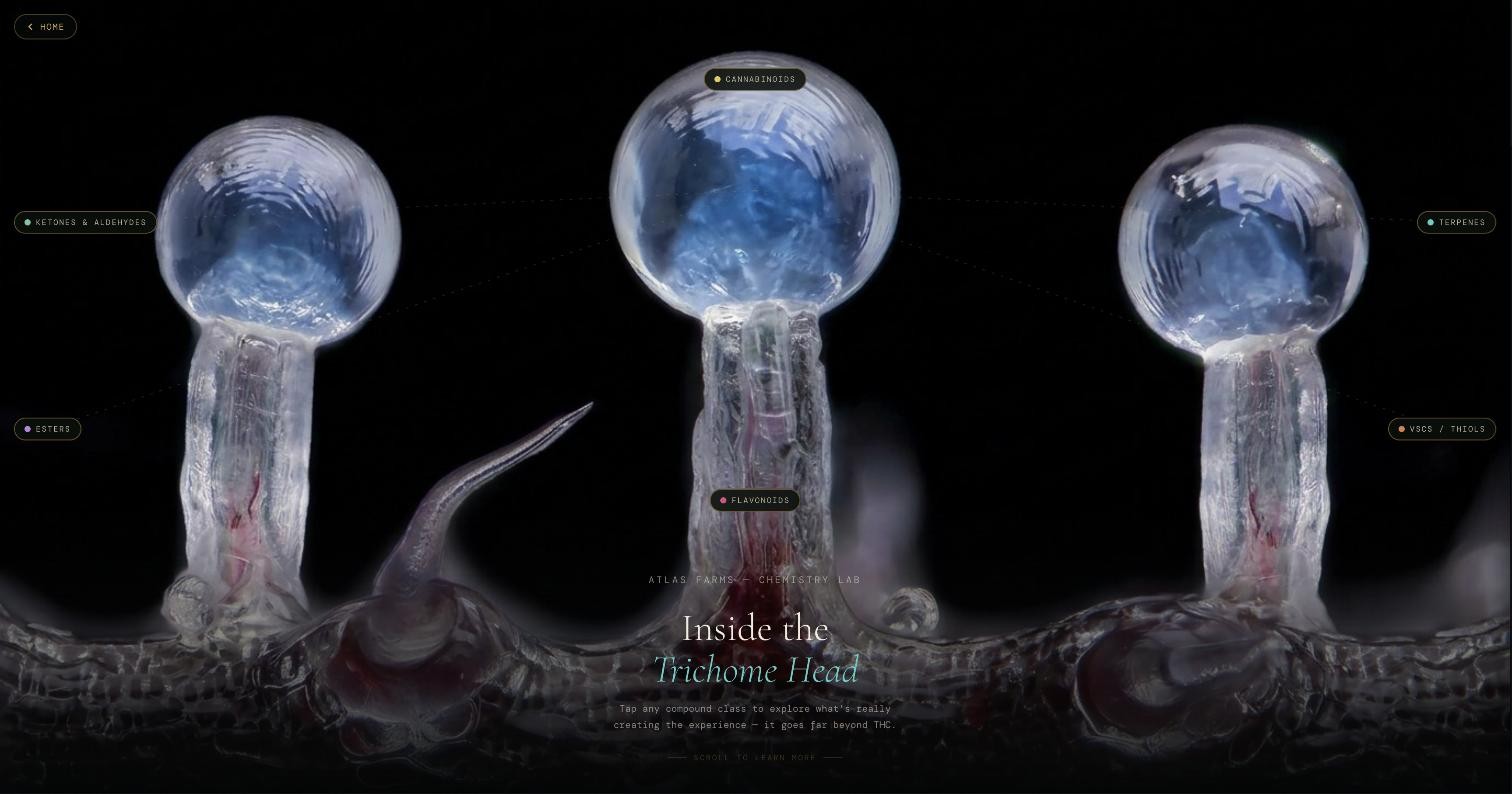 Inside the Trichome Head — the Chemistry Lab over a macro photograph of three glassy trichome heads, its interactive compound-class map: cannabinoids, terpenes, esters, ketones, VSCs, flavonoids